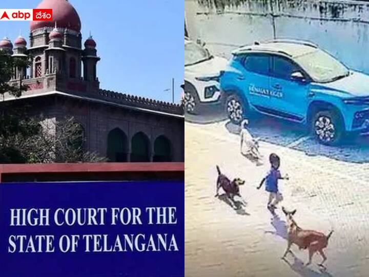 Telangana High Court serious over Amberpet boy dies in Dogs attack incident Telangana High Court: కుక్కల దాడిలో బాలుడి మృతి ఘటనపై హైకోర్టు ఆగ్రహం, మీ నిర్లక్ష్యం వల్లే అని వ్యాఖ్యలు