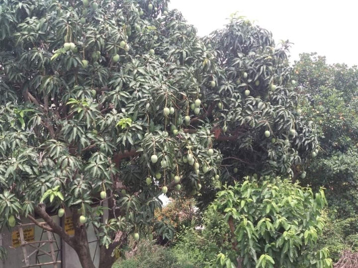 Chhattisgarh: इस शहर में है छत्तीसगढ़ का सबसे बड़ा आम बगीचा, जहां मिलती हैं फल की 800 प्रजातियां