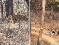 इलाके में घुसपैठ कर रहे तेंदुए पर बाघ ने झपटा, कुछ ही सेकेंड्स में ही खदेड़ दिया, वीडियो हो रहा वायरल