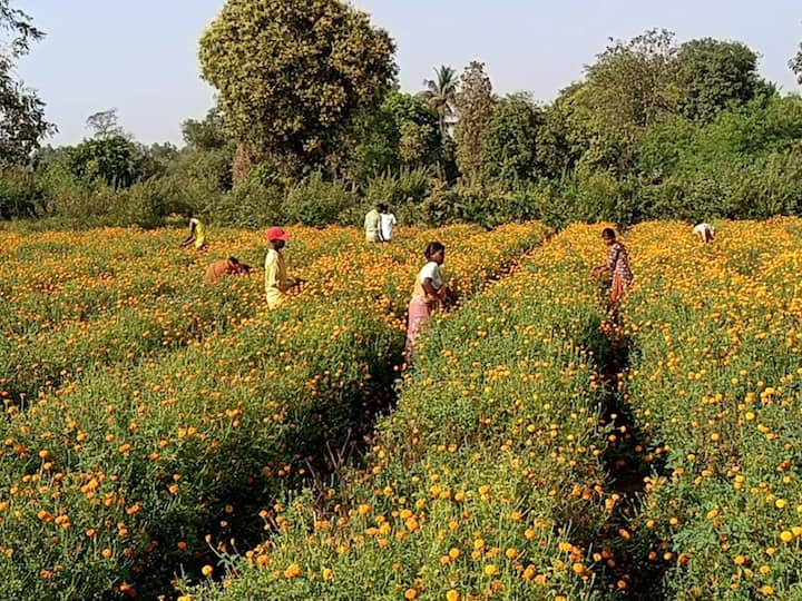 मागील दहा वर्षांपासून या शेतकऱ्यांनी एकत्र येत हा अनोखा उपक्रम राबवला आहे. या फुलशेतीमुळं येथील शेतकऱ्यांची आर्थिक घडीही मजबूत होऊ लागली आहे.