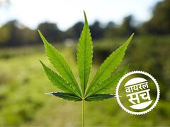 क्या गांजा पीने वालों को नौकरी दे रही यूपी सरकार? जानें वायरल दावे का सच