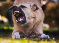 ਹਰ ਸਾਲ ਕੁੱਤੇ ਦੇ ਕੱਟਣ ਨਾਲ ਕਿੰਨੇ ਲੋਕ ਮਰਦੇ ਹਨ? ਹੈਦਰਾਬਾਦ 'ਚ ਅਵਾਰਾ ਕੁੱਤਿਆਂ ਨੇ ਬੱਚੇ ਦੀ ਕਰ ਦਿੱਤੀ ਹੱਤਿਆ