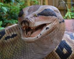 ਐਨਾਕੋਂਡਾ ਨਹੀਂ ਸਗੋਂ ਟਾਈਟਾਨੋਬੋਆ ਸੀ ਦੁਨੀਆ ਦਾ ਸਭ ਤੋਂ ਵੱਡਾ ਸੱਪ, 50 ਫੁੱਟ ਲੰਬਾ ਤੇ 4 ਫੁੱਟ ਚੌੜਾ ਵਿਸ਼ਾਲ ਕਾਇਆ ਸੱਪ ਸੀ ਬੜਾ ਖਤਰਨਾਕ