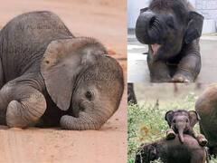 Elephants facts : ஒரு யானைக்குள் இத்தனை அதிசயங்களா? யானைகள் குறித்த அறியாத தகவல்களை தெரிந்துகொள்ளுங்கள்!