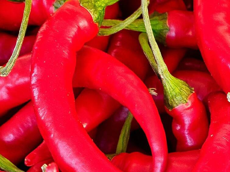 Agriculture News Big increase in chilli production in Nanded Dharmabad Agriculture News : मिरचीच्या उत्पादनात वाढ, धर्माबादमध्ये मोठी आवक; दराचा 'ठसका' कायम 