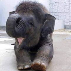 Elephants facts : ஒரு யானைக்குள் இத்தனை அதிசயங்களா? யானைகள் குறித்த அறியாத தகவல்களை தெரிந்துகொள்ளுங்கள்!