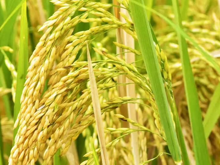 central government has given permission to raise the moisture level of paddy நெல்லுக்கான ஈரப்பத அளவு 20 சதவீதமாக உயர்வு - மத்திய அரசு அறிவிப்பு...! விவசாயிகள் மகிழ்ச்சி..!