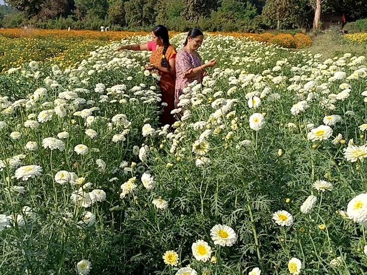 सध्या या गावातून आठवड्यातून दोनदा जवळपास दहा हजार किलोच्या घरात फुलाची विक्री होत आहे. यातून अडीच लाख रुपयांच्या घरात आठवड्यातून दोनदा उलाढाल होते.