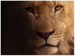 जब शेर दहाड़ता है तो कितने किलोमीटर तक सुनाई दे सकती है उसकी आवाज?