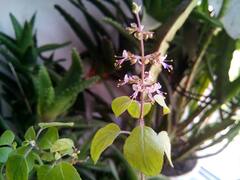 Skincare: ஆரோக்கியமான சருமத்திற்கு துளசியை எப்படி பயன்படுத்தலாம்?