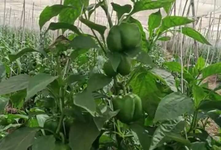 गेल्या दोन वर्षापासून मिरची पिकावर थ्रिप्स नावाची किड येत आहे. त्यामुळं मिरची पीक संकटात सापडलं आहे. किडी फुलामध्ये लपून राहत असल्यामुळं त्यावर नियंत्रण मिळवणं अवघड जात असल्याची माहिती शेतकऱ्यांनी दिली आहे.