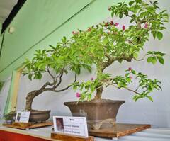 Mumbai : मुंबईत विविध फुलझाडांचं प्रदर्शन; निसर्ग संवर्धनाच्या जनजागृतीसाठी एमएमआरडीएचा अनोखा उपक्रम