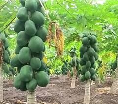 Nandurbar : नंदूरबारमध्ये पपईच्या दरात घसरण, नवे दर लागू