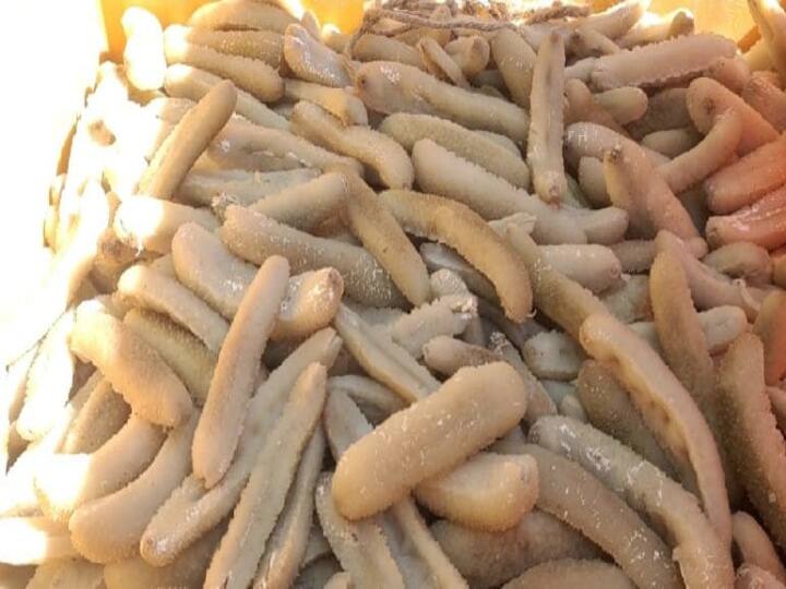 nagapattinam crime news 700 kg of sea leech worth Rs 21 lakh seized in Nagai TNN நாகப்பட்டினத்தில் கடல் அட்டைகள் பறிமுதல் - பதுக்கி வைத்தவர் தப்பி ஓட்டம்