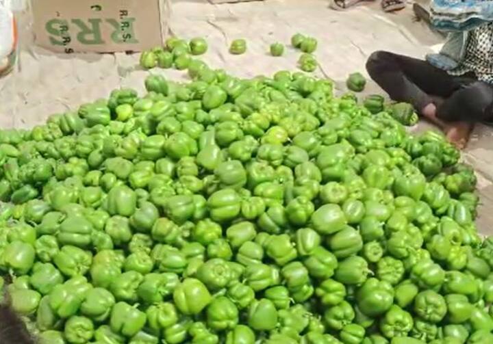 कधी थंडी तर कधी उन्हाचा चटका बसत आहे. या लहरी वातावरणामुळं पालघर (Palghar) जिल्ह्यातील डहाणू , पालघर आणि तलासरी तालुक्यातील मिरची उत्पादक शेतकरी संकटात सापडला आहे.