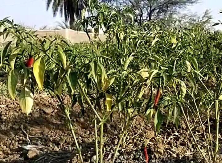 एकरी मिरचीसाठी दोन लाख रुपयांचा खर्च आहे. यातून हे खर्चाचे पैसे मिळतील की नाहीत अशी स्थिती असल्याचे शेतकरी म्हणाले.