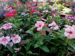 Mumbai Flower Exhibition : रंगीबेरंगी फुलांनी तयार केले प्राणी आणि पक्षी, मुंबईतील प्रदर्शनाची झलक, पाहा फोटो