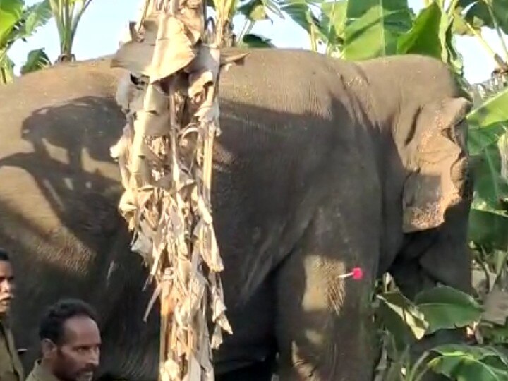 கோவையில் மக்னா யானையை வனப்பகுதியில் விடுவிக்க விவசாயிகள் எதிர்ப்பு - யானையை விடுவிப்பதில் சிக்கல்