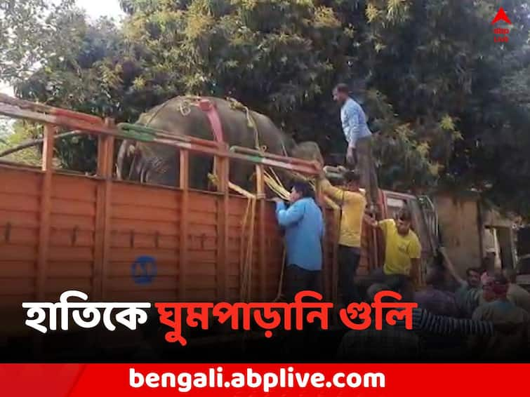 Bankura News Forest Department rescue Elephant  from Kasba Forest Bankura News: না ফিরুক মাধ্যমিকের প্রথম দিনের স্মৃতি, এবার ঘুমপাড়ানি গুলি হাতিকে