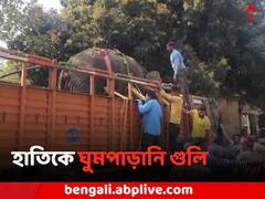 না ফিরুক মাধ্যমিকের প্রথম দিনের স্মৃতি, এবার ঘুমপাড়ানি গুলি হাতিকে