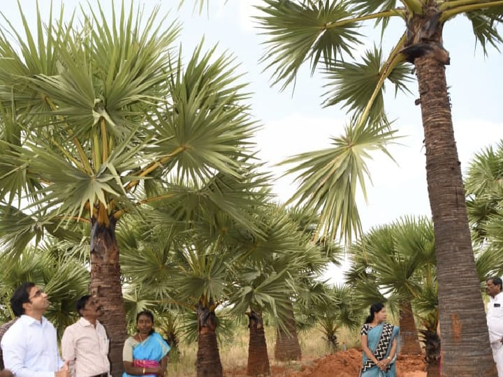 Thoothukudi: வல்லநாட்டில் நிரந்தர நெல் கொள்முதல் நிலையம் அமைக்கப்படும் - மாவட்ட ஆட்சியர்