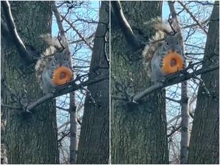 Video: कितने मजे से पेड़ पर चढ़कर डोनट खा रही गिलहरी..! बहुत कम देखने को मिलता है ऐसा नजारा