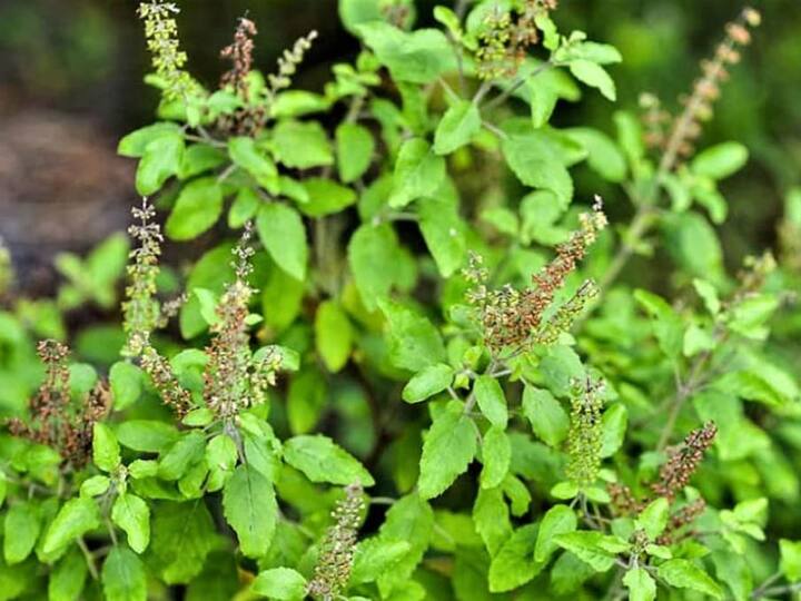 துளசி பளிச்சென்ற சருமத்தை பெற உதவும். இது ஆன்டிஆக்ஸிடன்ட்கள் மற்றும் வைட்டமின் சி ஆகியவற்றின் சிறந்த மூலமாகும், இது இயற்கையாக சருமத்தை பிரகாசமாக்குகிறது.