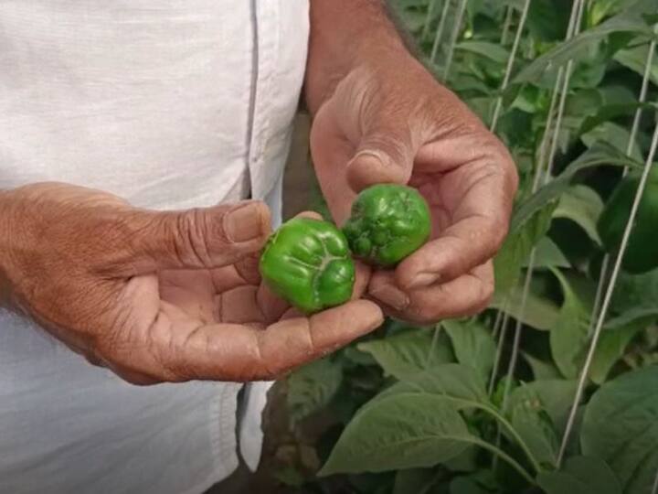 या किडीमुळं पिकाचा दर्जा खालावतो, उत्पादनात मोठी घट येत असल्याचे शेतकऱ्यांनी सांगतिले. या किडीमुळं शेतकरी संकटात आहे.