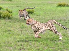 8 साल के मासूम पोते की जान बचाने के लिए तेंदूए से भिड़ गई दादी, जानें फिर क्या हुआ