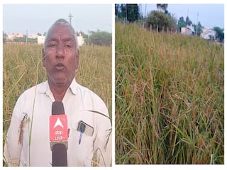 இயற்கை முறையில் அதிக லாபம் தரும் மாப்பிள்ளை சம்பா நெல் சாகுபடி - சர்க்கரை நோய்களுக்கு அருமருந்து