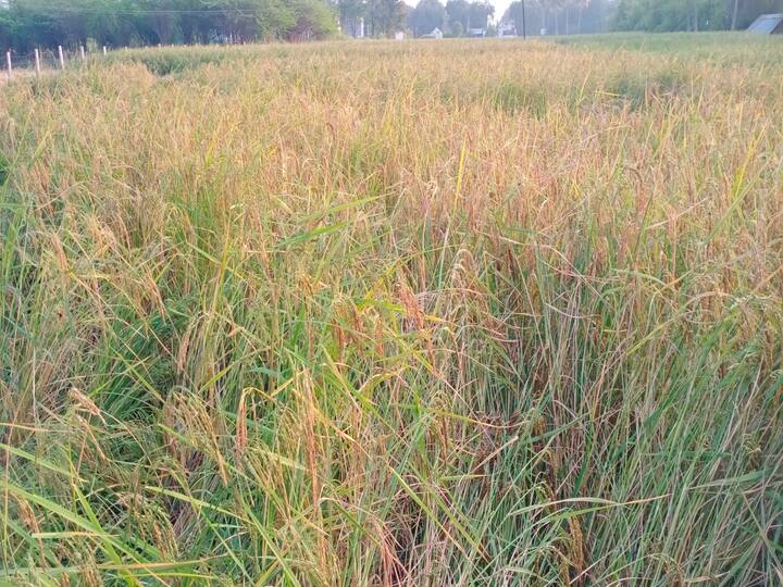இயற்கை முறையில் அதிக லாபம் தரும் மாப்பிள்ளை சம்பா நெல் சாகுபடி - சர்க்கரை நோய்களுக்கு அருமருந்து