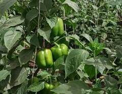 Palghar  : पालघर जिल्ह्यात मिरचीवर रोगाचा प्रादुर्भाव, शेतकरी संकटात