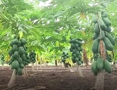 Nandurbar : नंदूरबारमध्ये पपईच्या दरात घसरण, नवे दर लागू