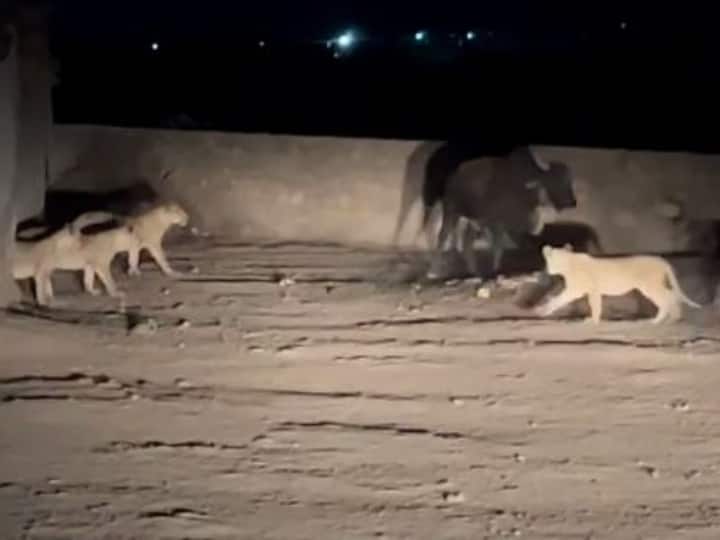 group of 5 lions in Amreli attacked on a bull video viral Watch: अमरेली में 5 शेरों की टोली पर भारी पड़ा सांड, वीडियो देख आप भी दबा लेंगे दांतों तले अंगुलियां