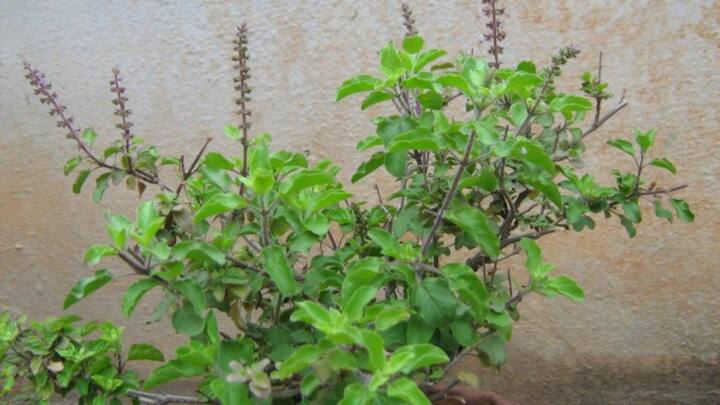 முகத்தில் தோன்றும் பருக்களிலிருந்து விடுபட, இந்த மூலிகையை உங்கள் சருமப் பராமரிப்பில் சேர்த்துக் கொள்ளுங்கள்.