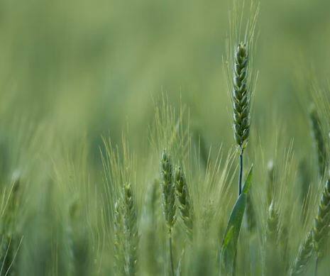 हवामानातील चढ-उताराचा फटका यावर्षी गव्हाच्या पिकाला (Wheat Crop) बसण्याची भीती शास्त्रज्ञांनी व्यक्त केली आहे.