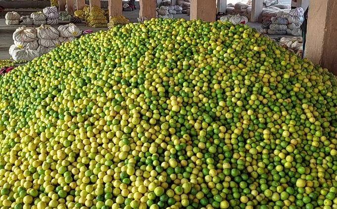 Reduction in lemon production, 1 kg of lemon is being distributed at Rs 80 per kg Bhavnagar: લીંબુના ઉત્પાદનમાં ઘટાડો, ઉનાળાની શરુઆત પહેલા  80 રૂપિયા કિલો વહેંચાઈ રહ્યા છે