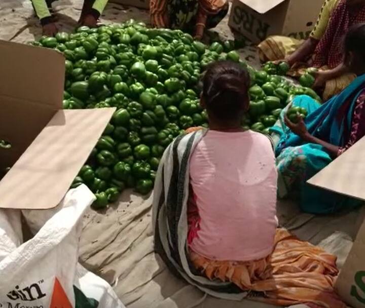 अनेक ठिकाणी मिरची पिकावर (Chilli Crop) विविध रोगांचा प्रादुर्भाव झाला आहे. यामुळं उत्पादनात घट येणार आहे. याचा मोठा आर्थिक फटका शेतकऱ्यांना बसतोय.