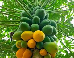 Nandurbar : नंदूरबारमध्ये पपईच्या दरात घसरण, नवे दर लागू