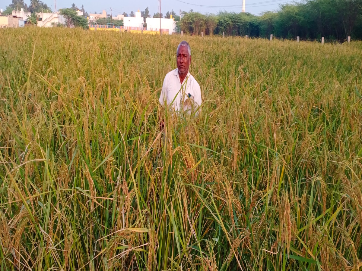 இயற்கை முறையில் அதிக லாபம் தரும் மாப்பிள்ளை சம்பா நெல் சாகுபடி - சர்க்கரை நோய்களுக்கு அருமருந்து