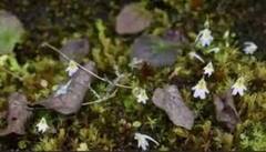 Ajab Gajab: ਅਜਿਹਾ ਪੌਦਾ ਦਿਖੇ ਤਾਂ ਹੋ ਜਾਓ ਸਾਵਧਾਨ, ਇਹ ਪੌਦਾ ਮੀਟ ਖਾਣਾ ਪਸੰਦ ਕਰਦਾ ਹੈ, ਅਜਿਹਾ ਨਾ ਹੋਵੇ ਕਿ ਤੁਸੀਂ ਹੋ ਜਾਓ ਸ਼ਿਕਾਰ!