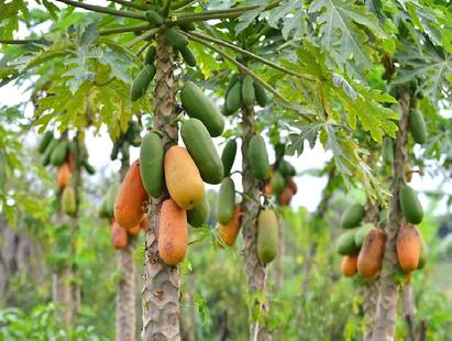 From Allergies To Digestive Issues, Side Effects Of Consuming Papaya அலர்ஜி முதல் செரிமானக் கோளாறு வரை: பப்பாளியை எப்போதெல்லாம் சாப்பிடக்கூடாது? விளைவுகள் என்ன?