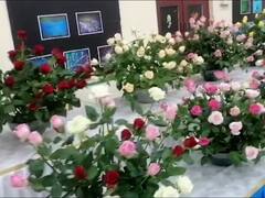 Mumbai Flower Exhibition : रंगीबेरंगी फुलांनी तयार केले प्राणी आणि पक्षी, मुंबईतील प्रदर्शनाची झलक, पाहा फोटो