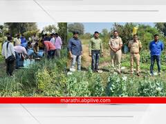 काय सांगता! लसणाच्या पिकात चक्क अफूची शेती; तब्बल दोन लाखांचा मुद्देमाल जप्त