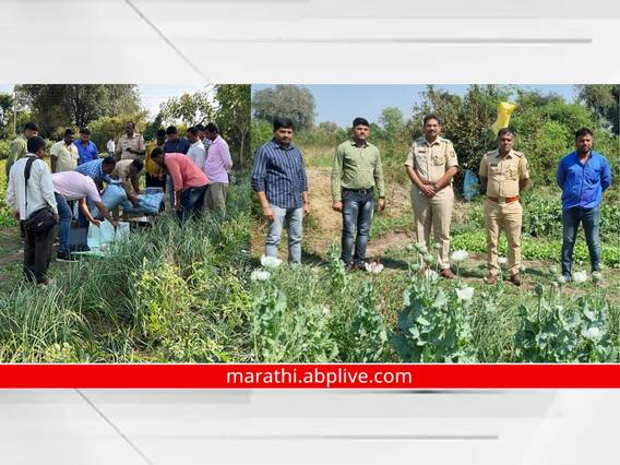 काय सांगता! लसणाच्या पिकात चक्क अफूची शेती; तब्बल दोन लाखांचा मुद्देमाल जप्त