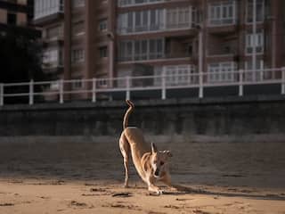 Delhi: इंसान ने आवारे कुत्ते को भी नहीं छोड़ा, अपनी हवस का बनाया शिकार, ऐसे हुआ खुलासा
