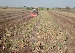 onion : एक एकर कांद्यावर शेतकऱ्यानं फिरवला रोटाव्हेटर