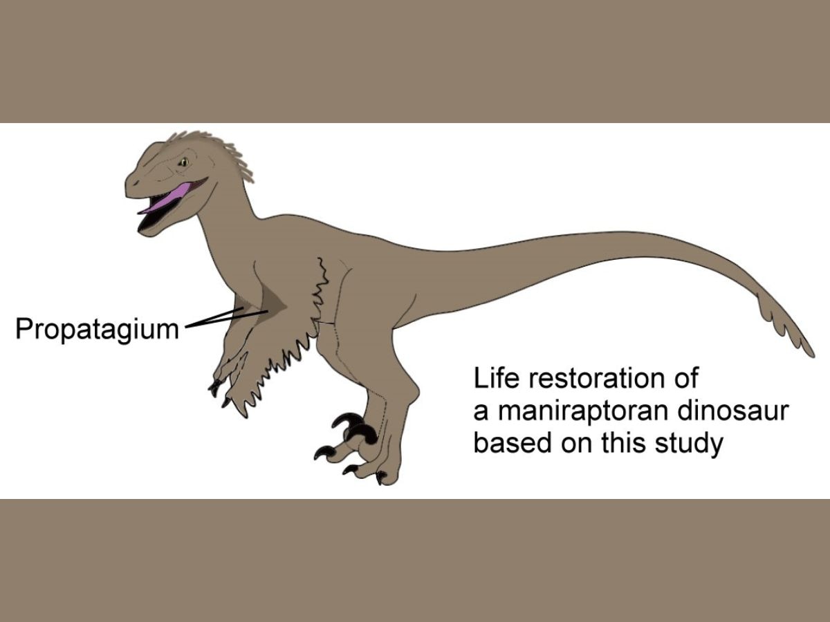 ఇది వెలోసిరాప్టర్, మణిరాప్టోరన్ థెరోపాడ్ గురించి ఒక కళాకారుడి అభిప్రాయం.  కొత్త అధ్యయనం ప్రకారం, పక్షుల విమానానికి అవసరమైన ప్రొపటాజియం, మణిరాప్టోరాన్స్‌లో ఉద్భవించింది.  (ఫోటో: యూనివర్సిటీ ఆఫ్ టోక్యో)