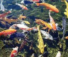 Shocking News: ਕੀ ਤੁਸੀਂ ਜਾਣਦੇ ਹੋ, ਪਾਣੀ ਵਿੱਚ ਤੈਰਨ ਵਾਲੀਆਂ ਮੱਛੀਆਂ ਨੂੰ ਵੀ ਆਉਂਦੀ ਹੈ ਗਿਣਤੀ