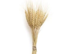 Agriculture  : खुल्या बाजारात 18.05 लाख मेट्रिक टन गव्हाची विक्री